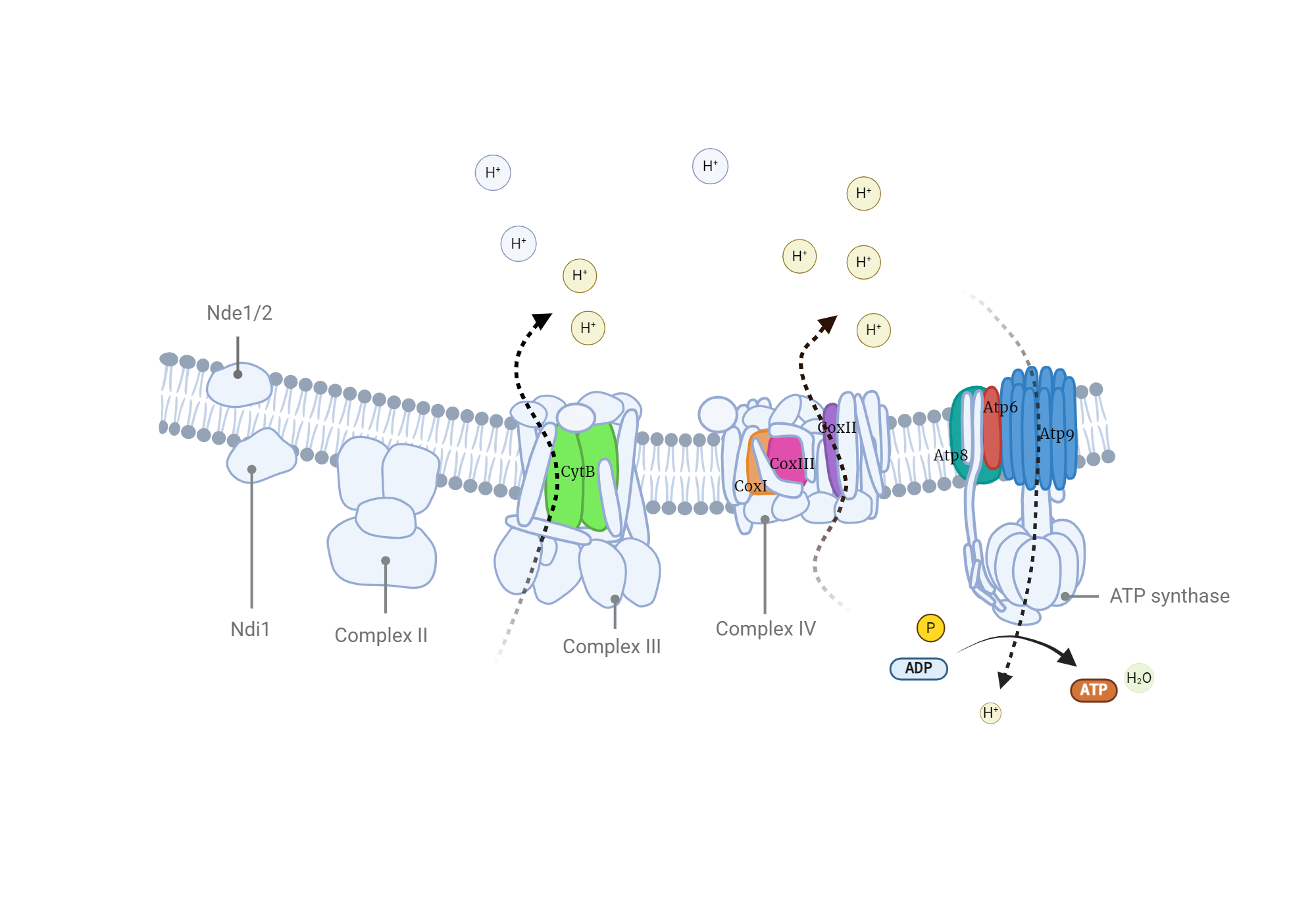 Oxidative phosphorylation in yeast | BioRender Science Templates