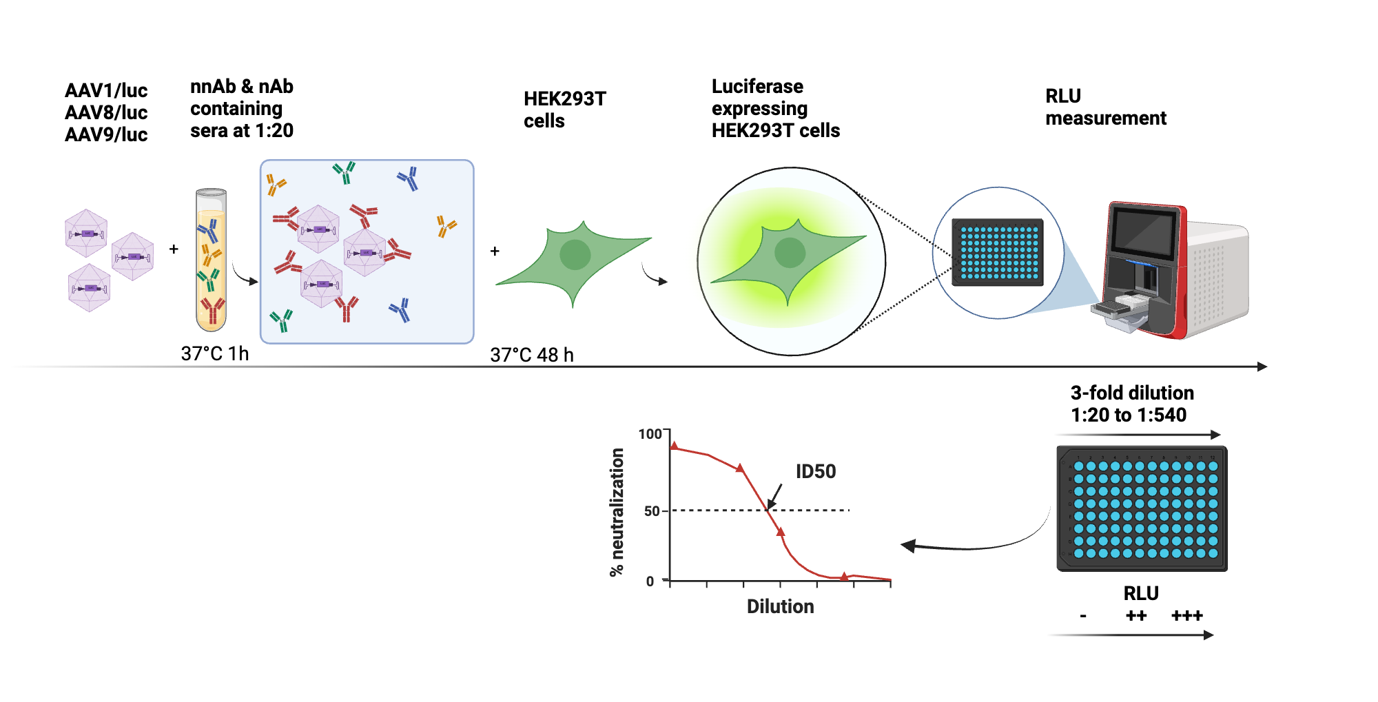 Luciferase based AAV neutralizing antibody assay | BioRender Science ...