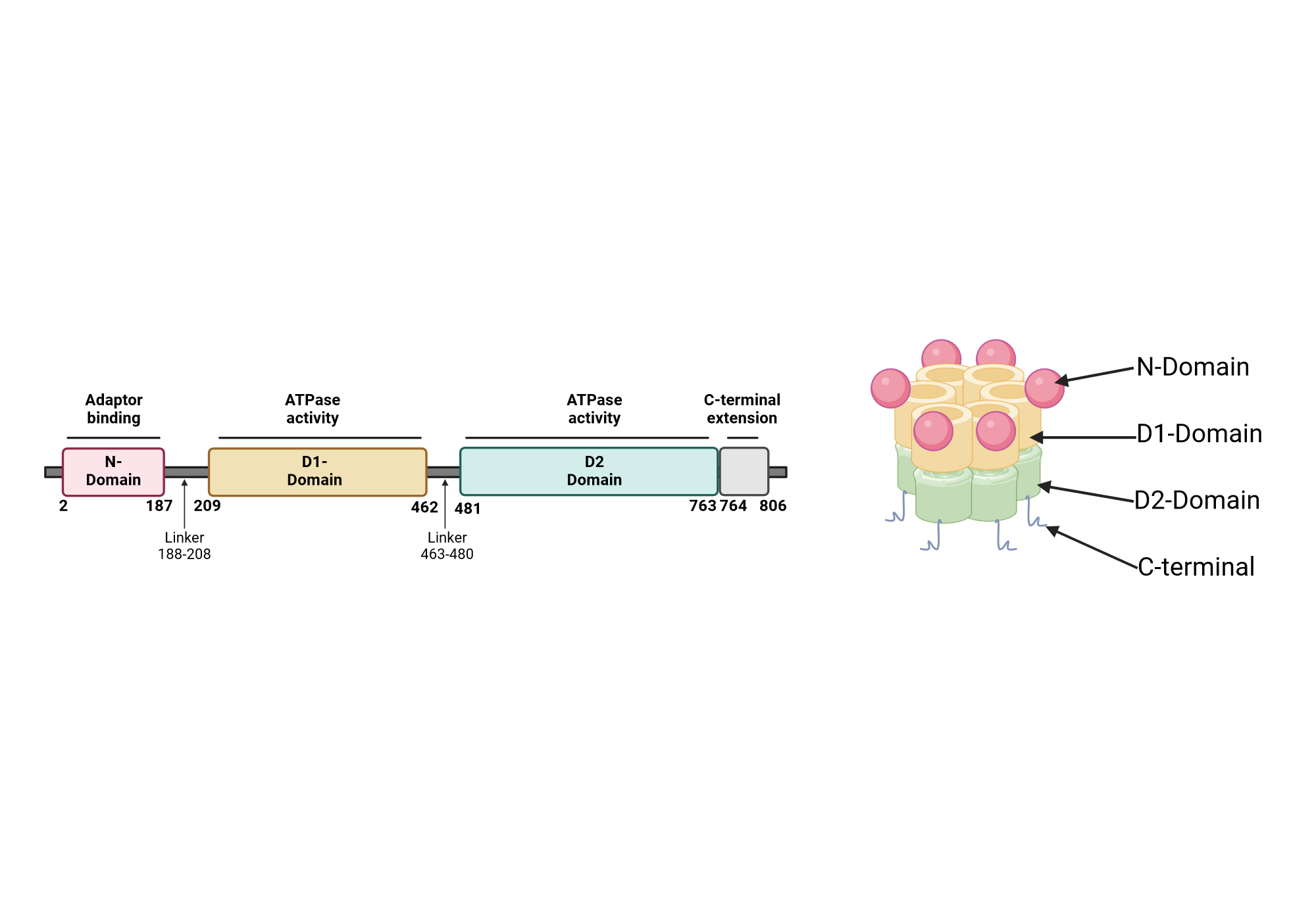 P97 Complex Structural overview of p97/VCP | BioRender Science Templates
