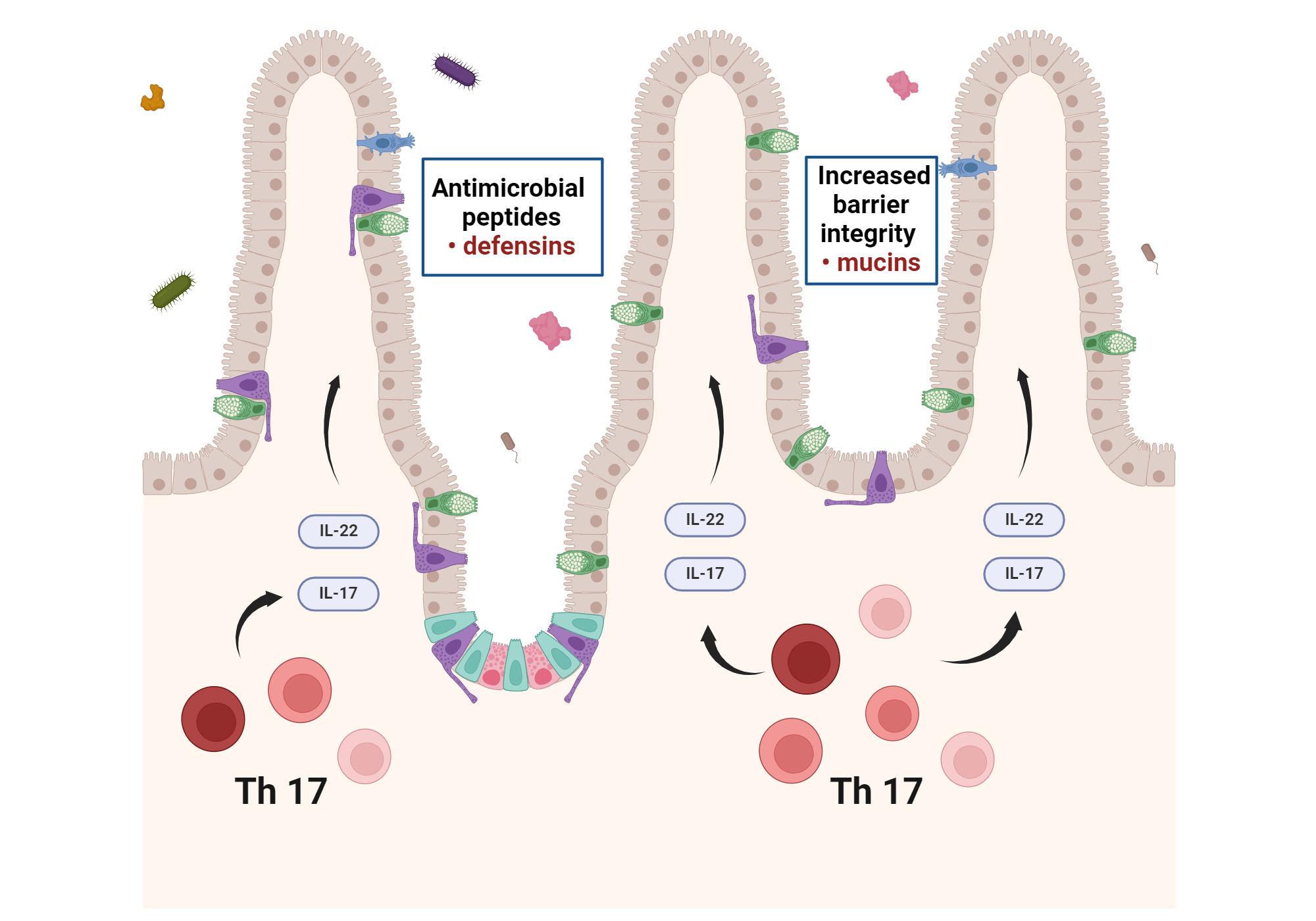 Activity of Th17 subgroup in the gastrointestinal tract | BioRender ...