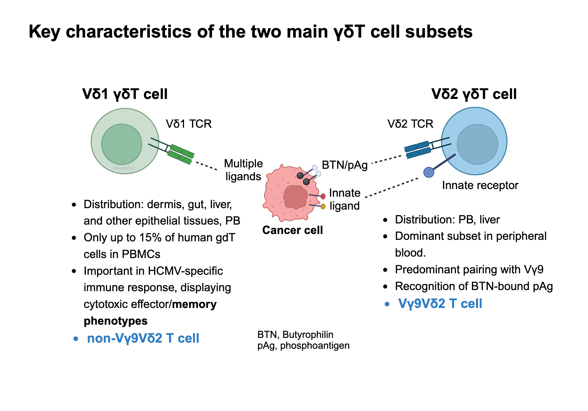 Key characteristics of the two main γδT cell subsets BioRender