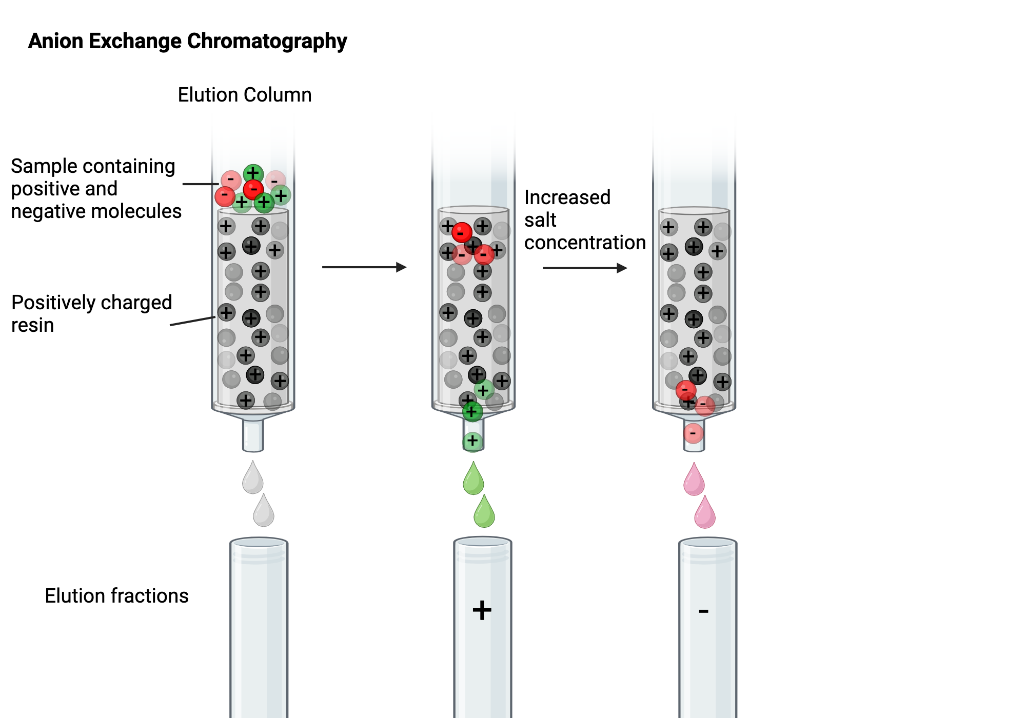 Anion Exchange Chromatography BioRender Science Templates