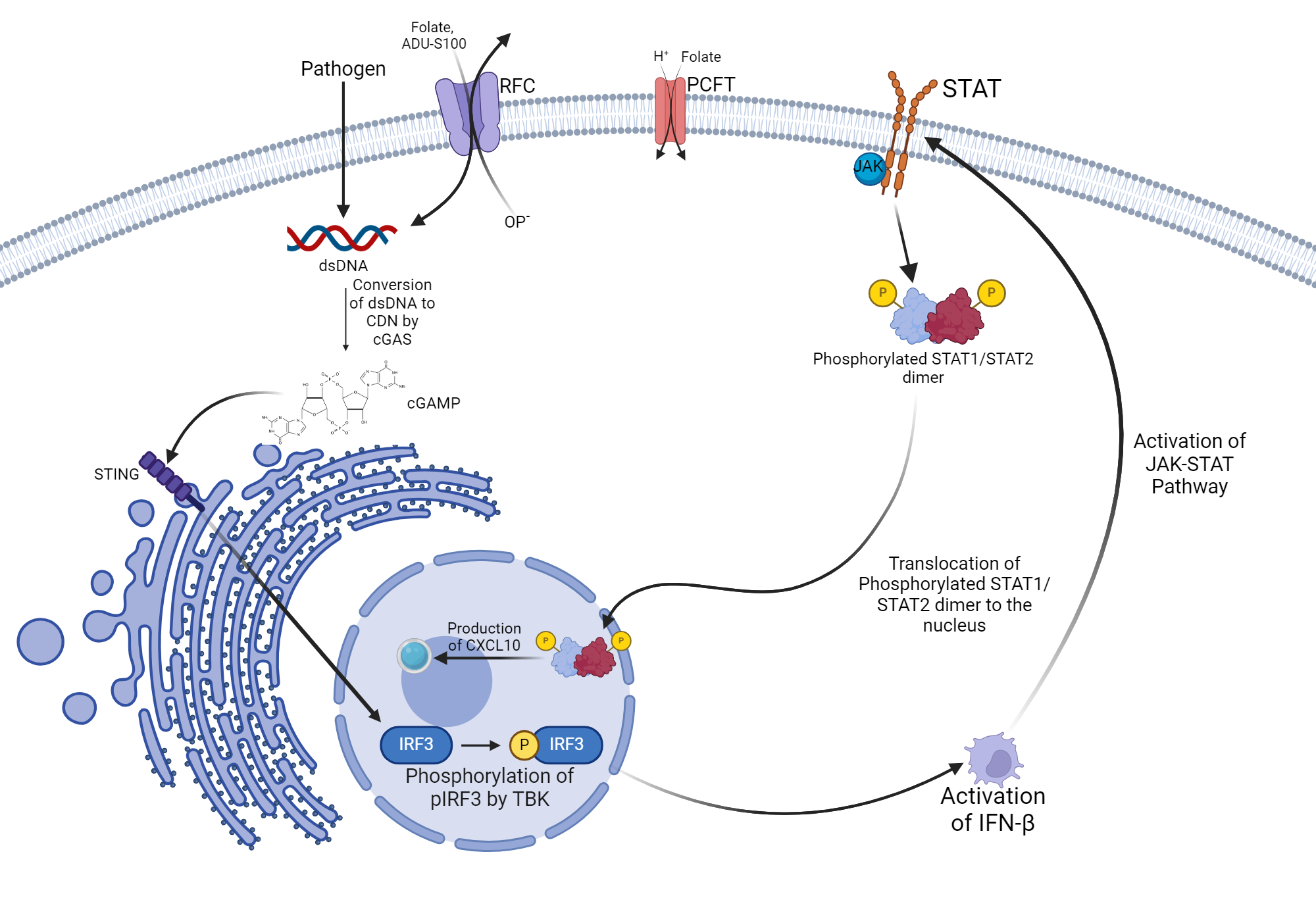 Folate Transporter Trafficking of CDNs | BioRender Science Templates