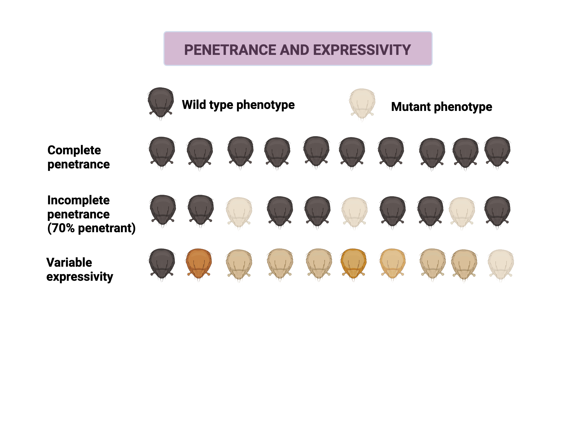 Penetrance and Expressivity | BioRender Science Templates