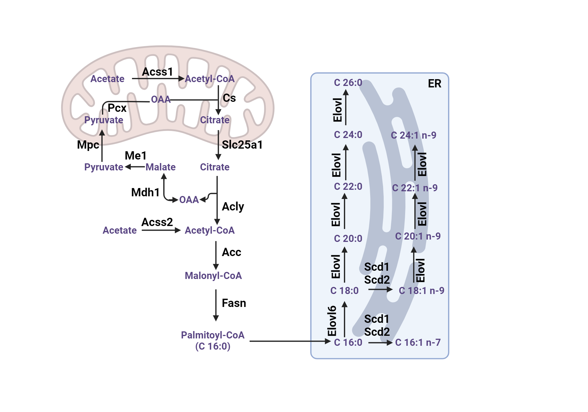 De Novo Lipogenesis Pathway BioRender Science Templates de-novo-lipogenesis-pathway-biorender-science-templates
