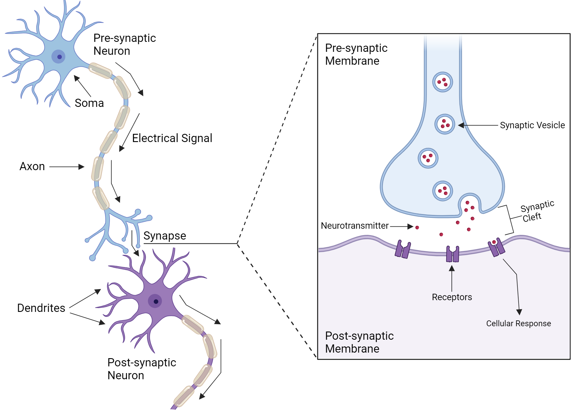 Neuron Synapse Biorender Science Templates Neuron Synapse Biorender Science Templates
