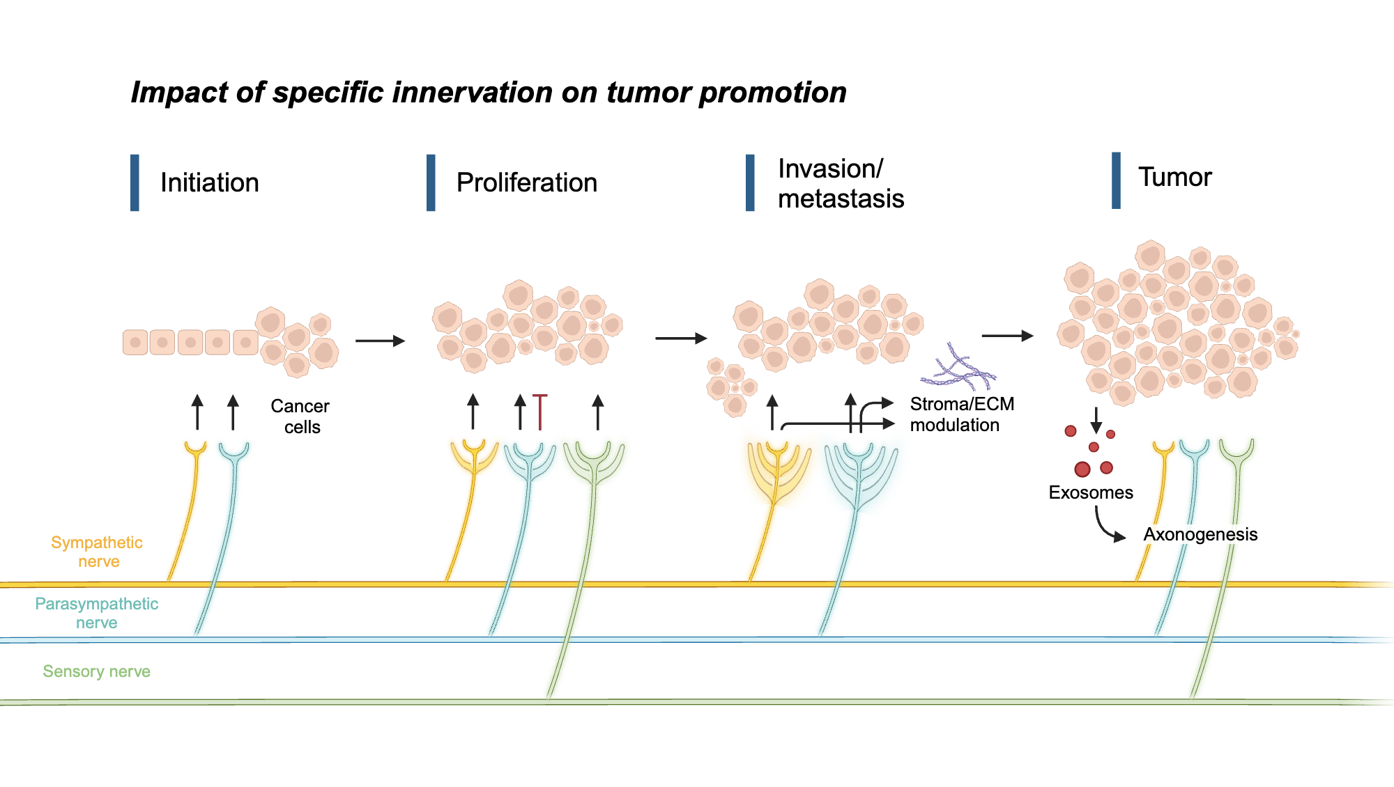 Impact of specific innervation on tumor promotion | BioRender Science ...