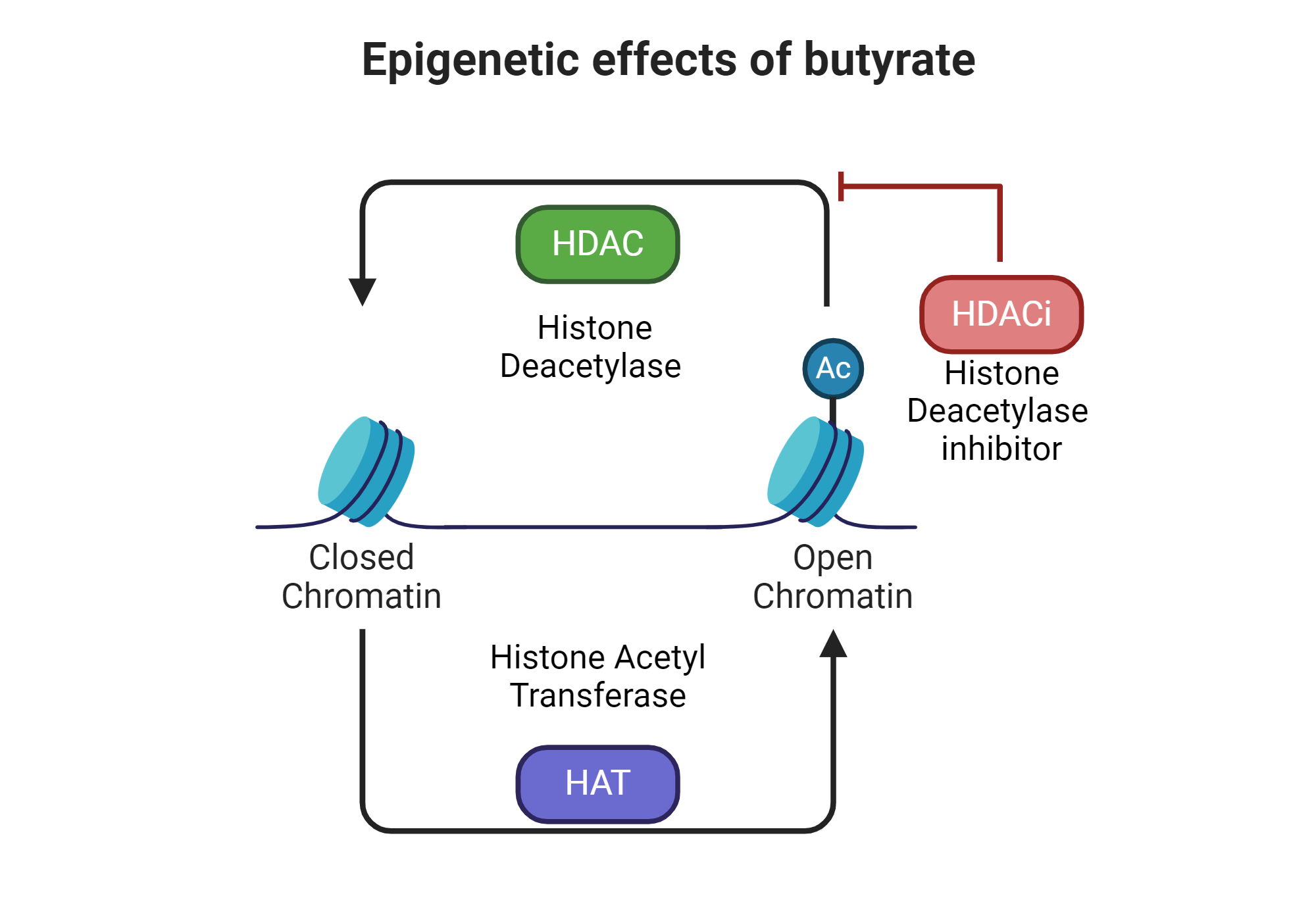 Epigenetic effect of butyrate biorender science templates