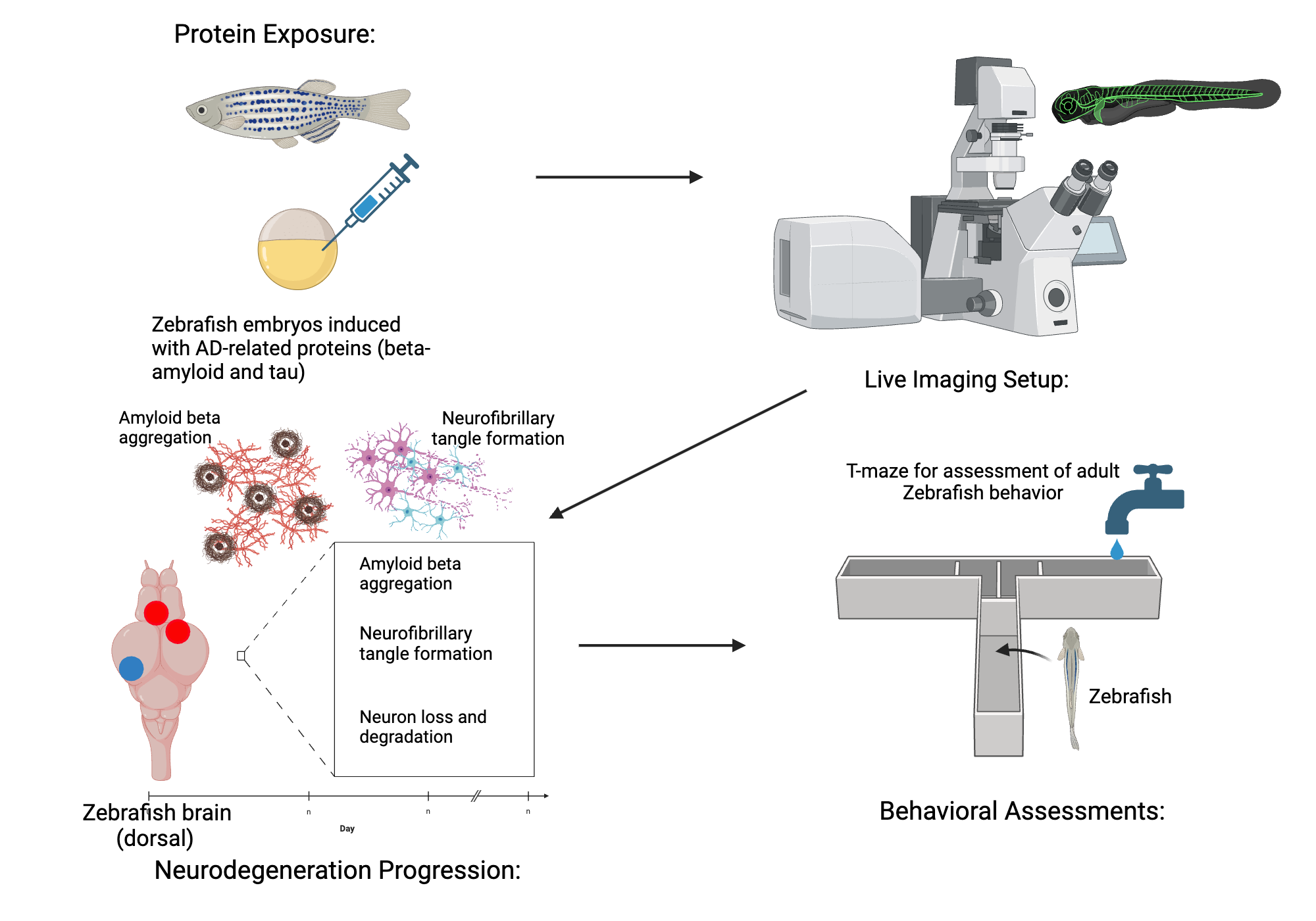 Exploring Neurodegeneration in Zebrafish A Novel Animal Model for