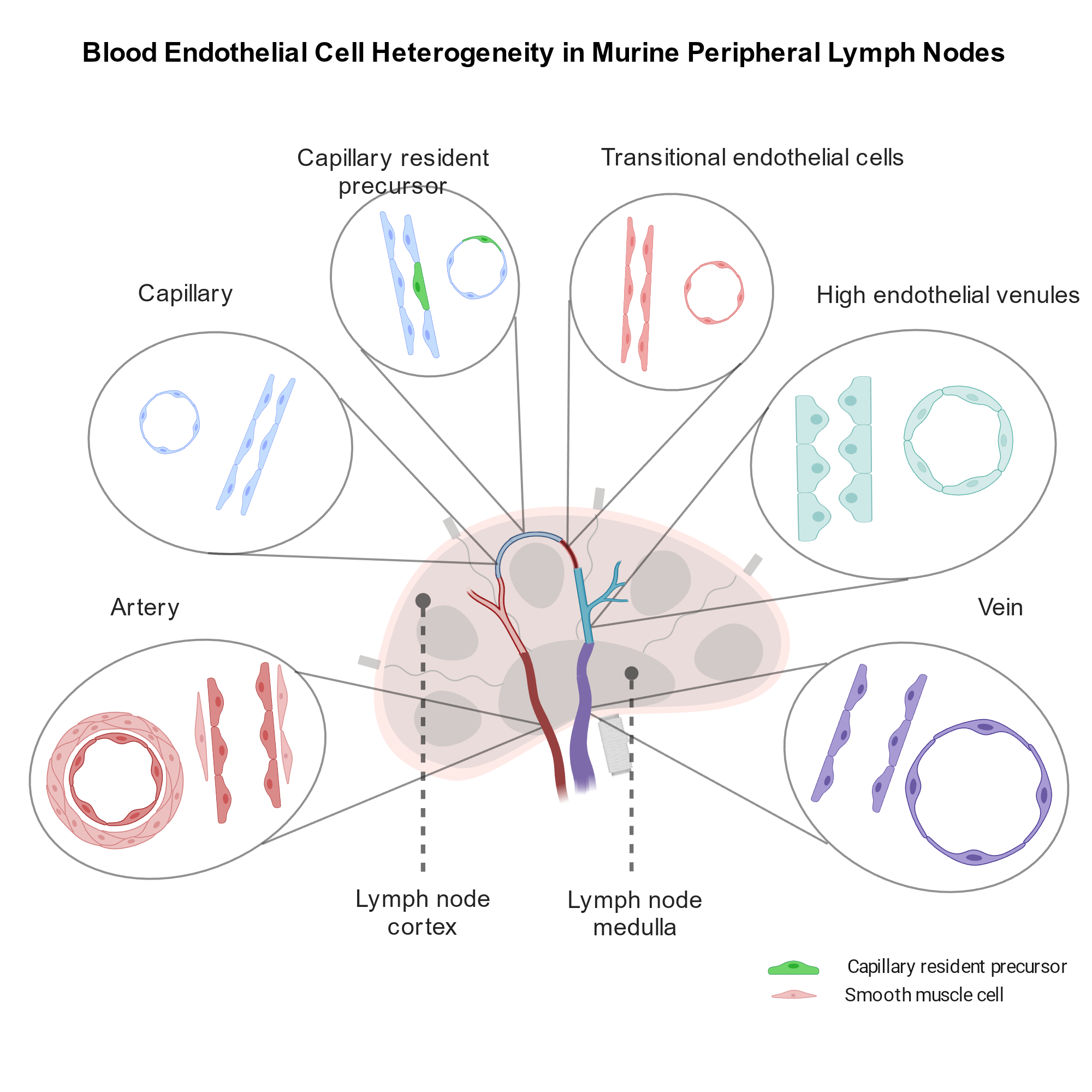 Blood Endothelial Cell Heterogeneity in Murine Peripheral Lymph Nodes ...