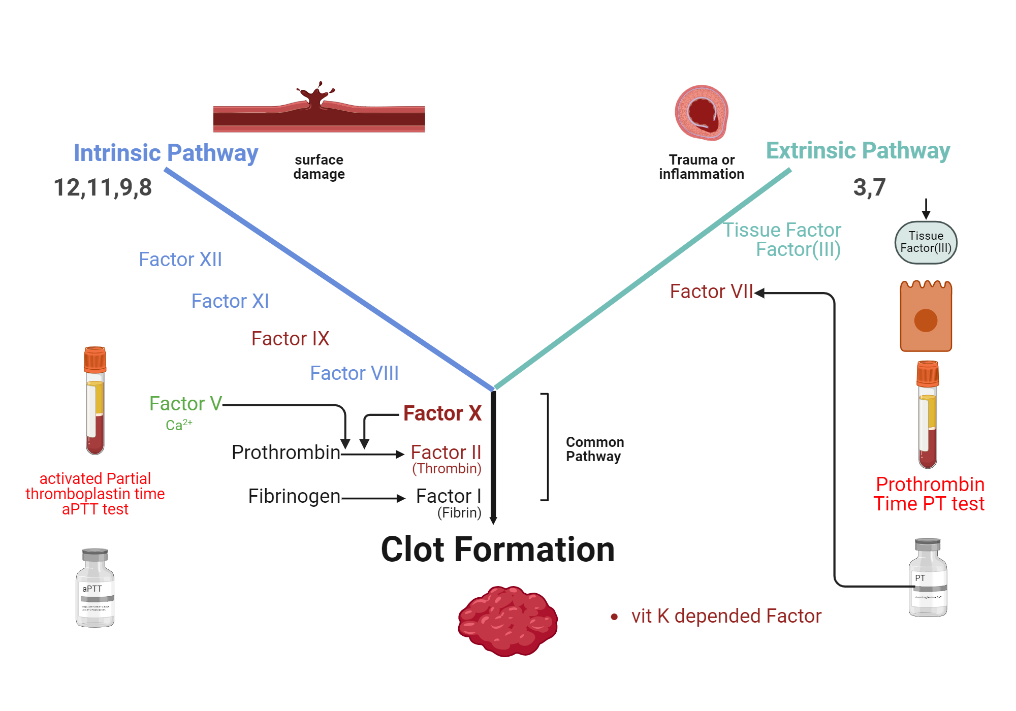 coagulation-cascade-and-pt-aptt-reagent-biorender-science-templates