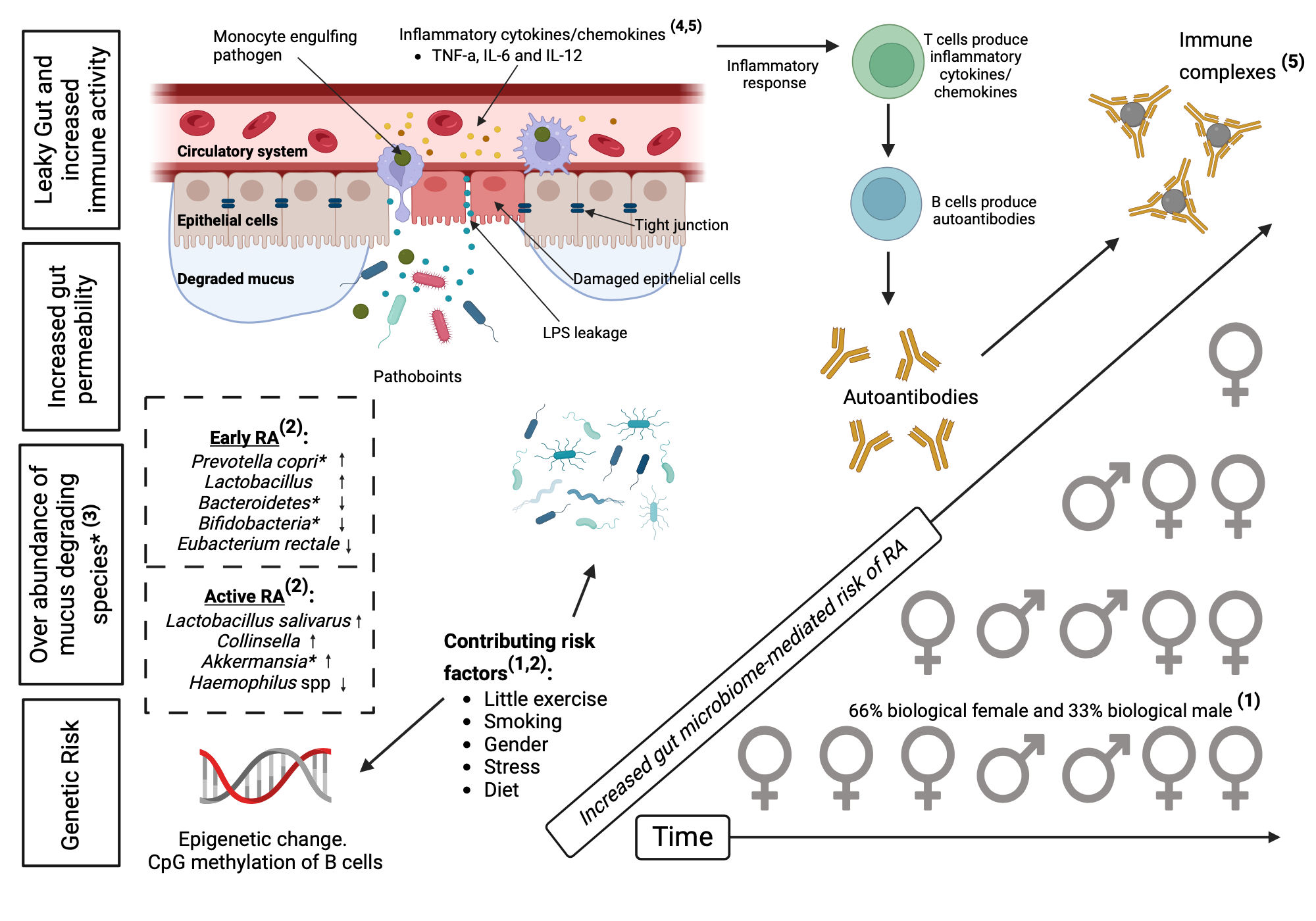 Influence on autoimmune activity mediated by the gut microbiome in ...