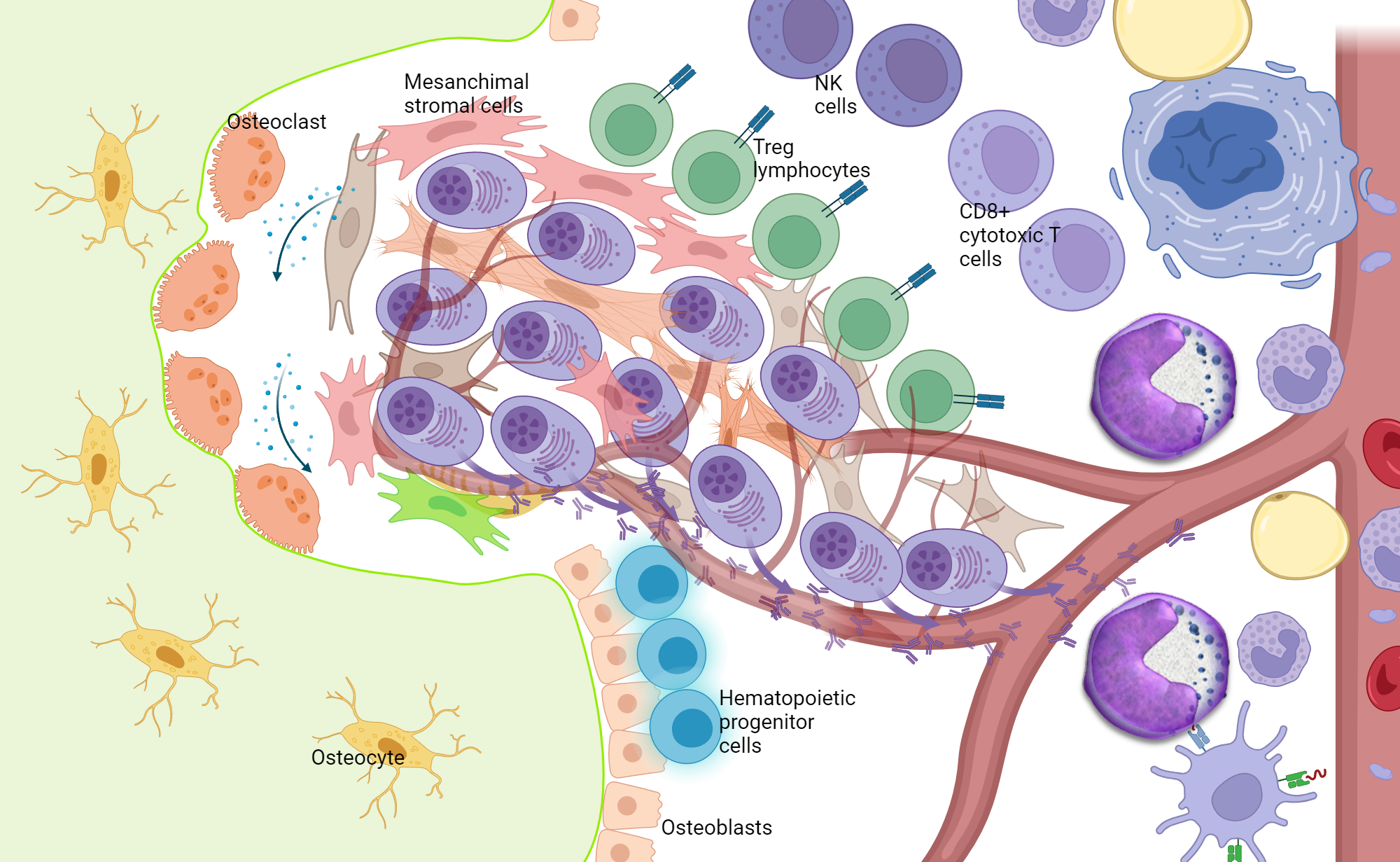 Microenvironment of Multiple Myeloma | BioRender Science Templates