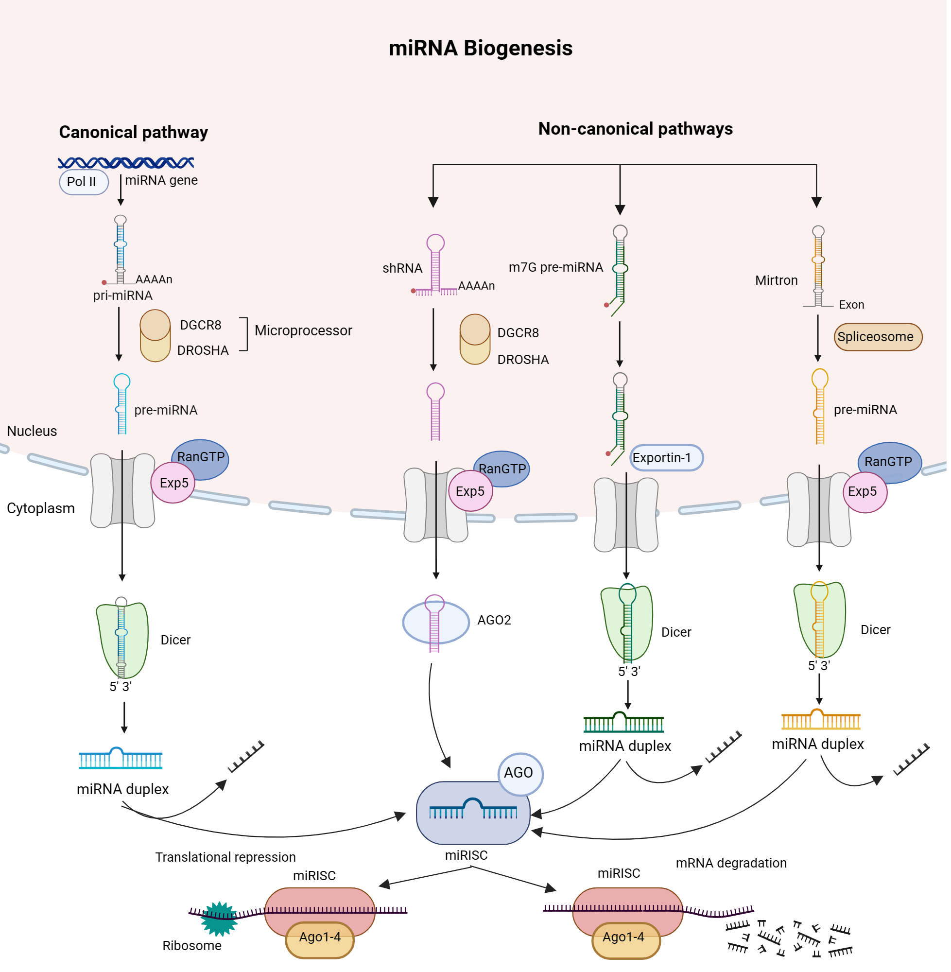 miRNA Biogenesis Pathways | BioRender Science Templates