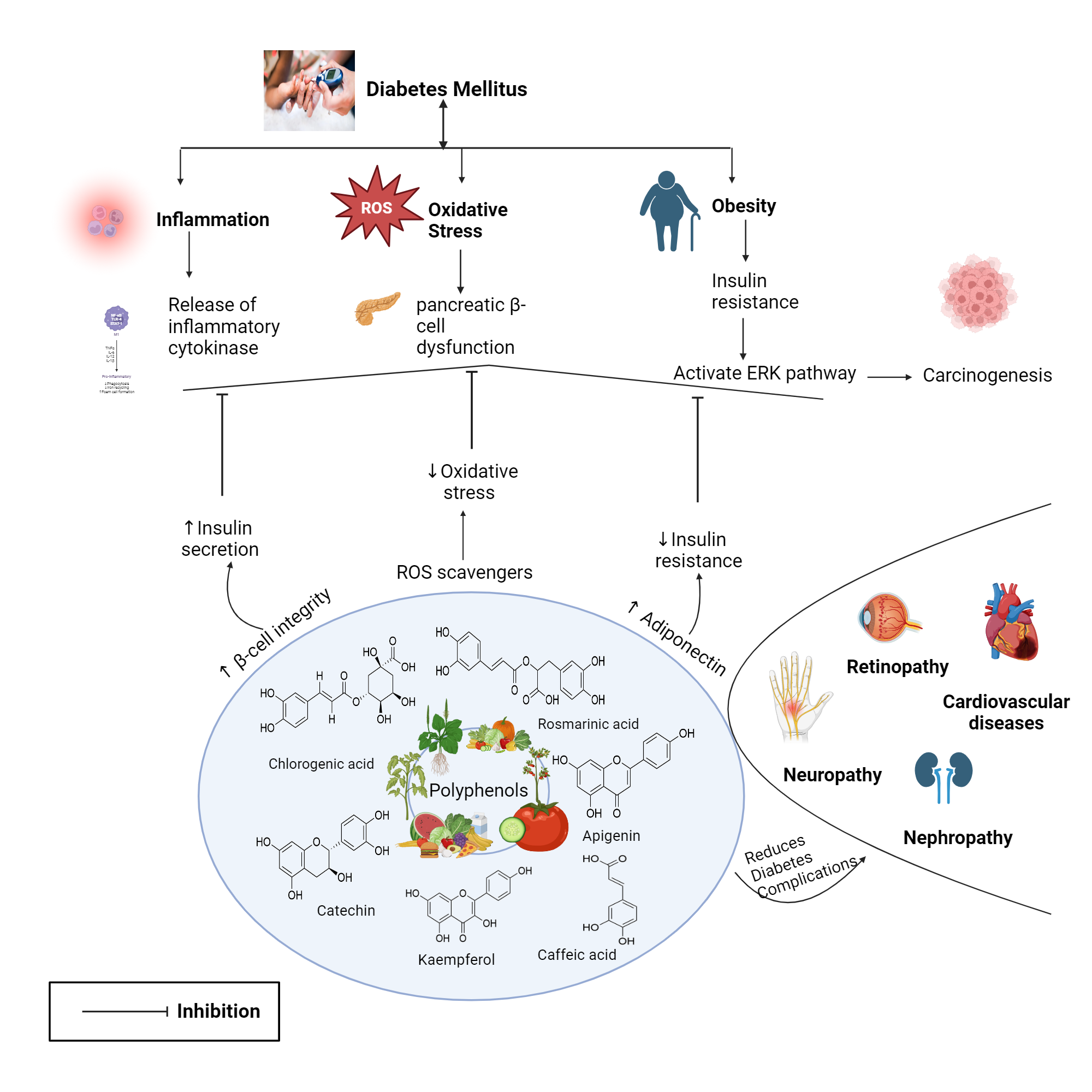 Role of polyphenols in the management of Diabetes mellitus | BioRender ...