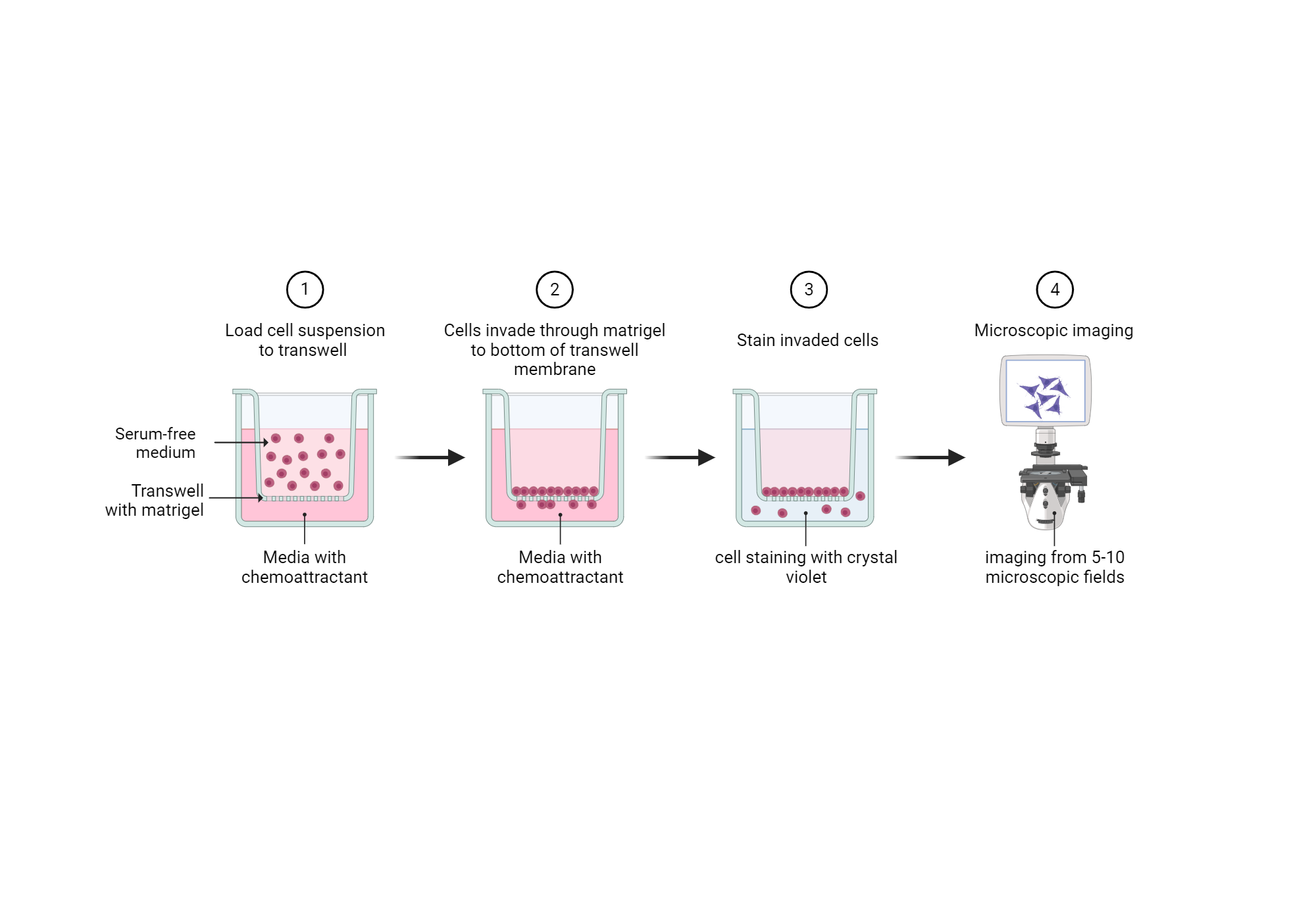 Boyden Chamber Assay (Cellular Invasion) BioRender Science Templates