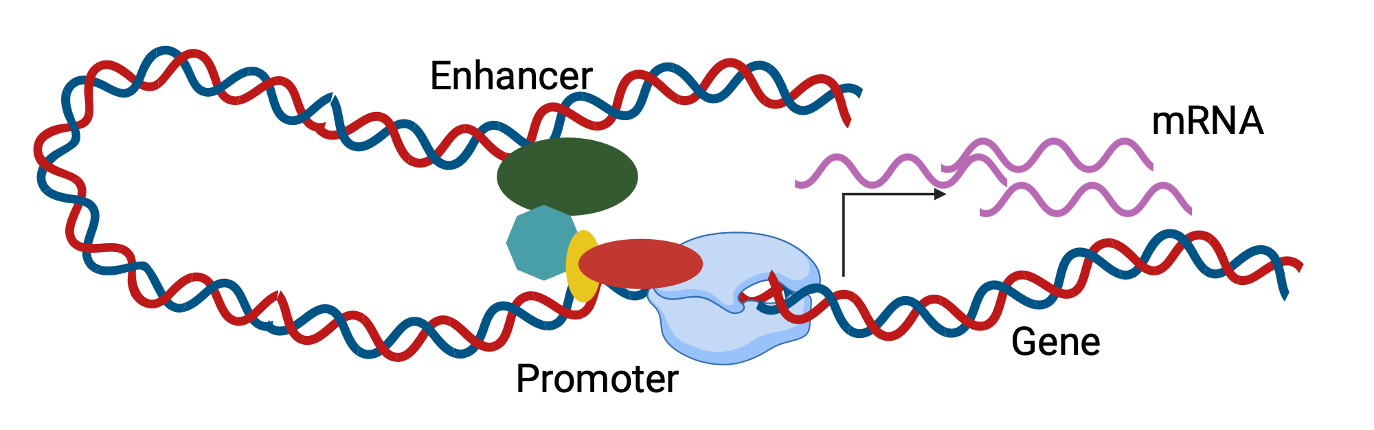transcriptional activation of gene | BioRender Science Templates