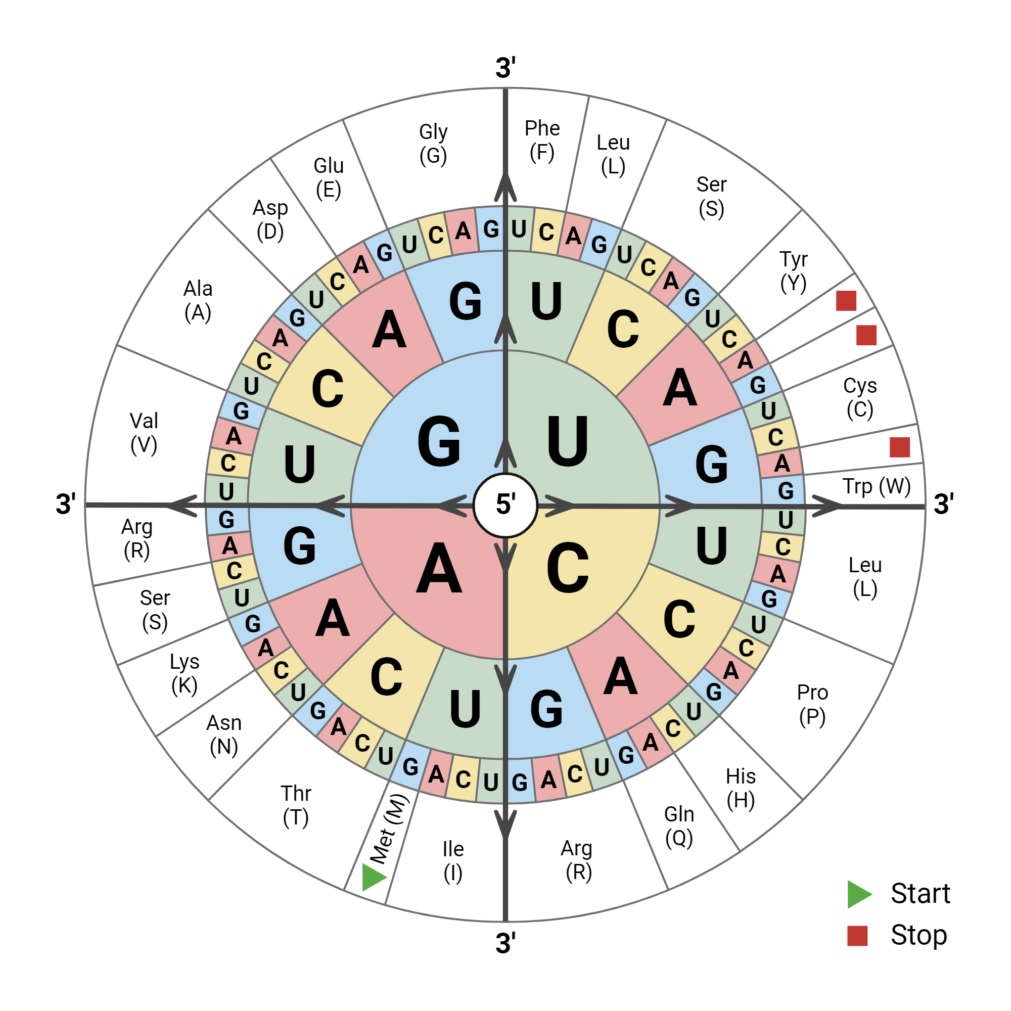 RNA Codon Wheel BioRender Science Templates