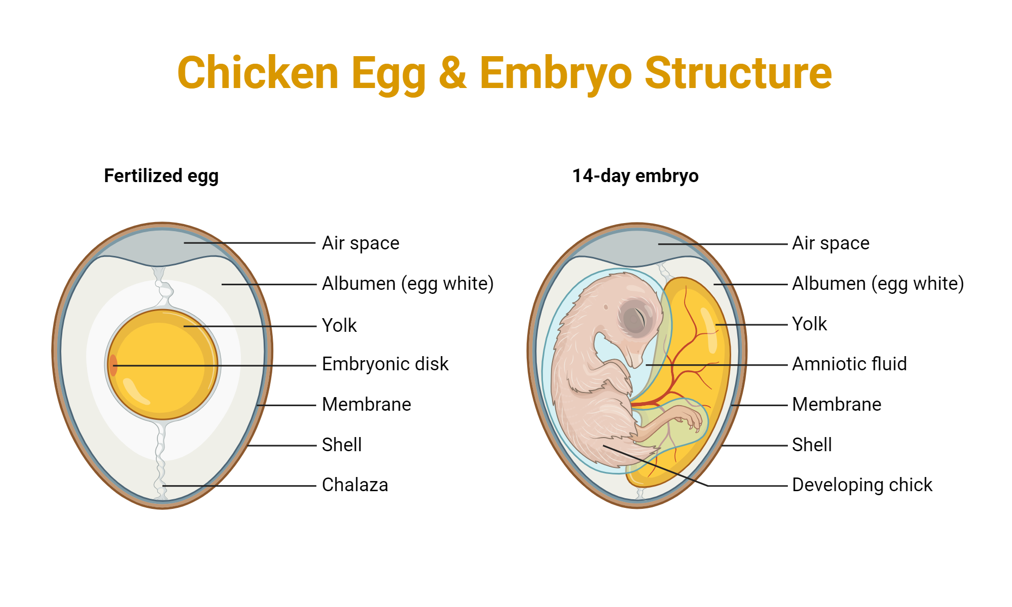are eggs chicken embryos