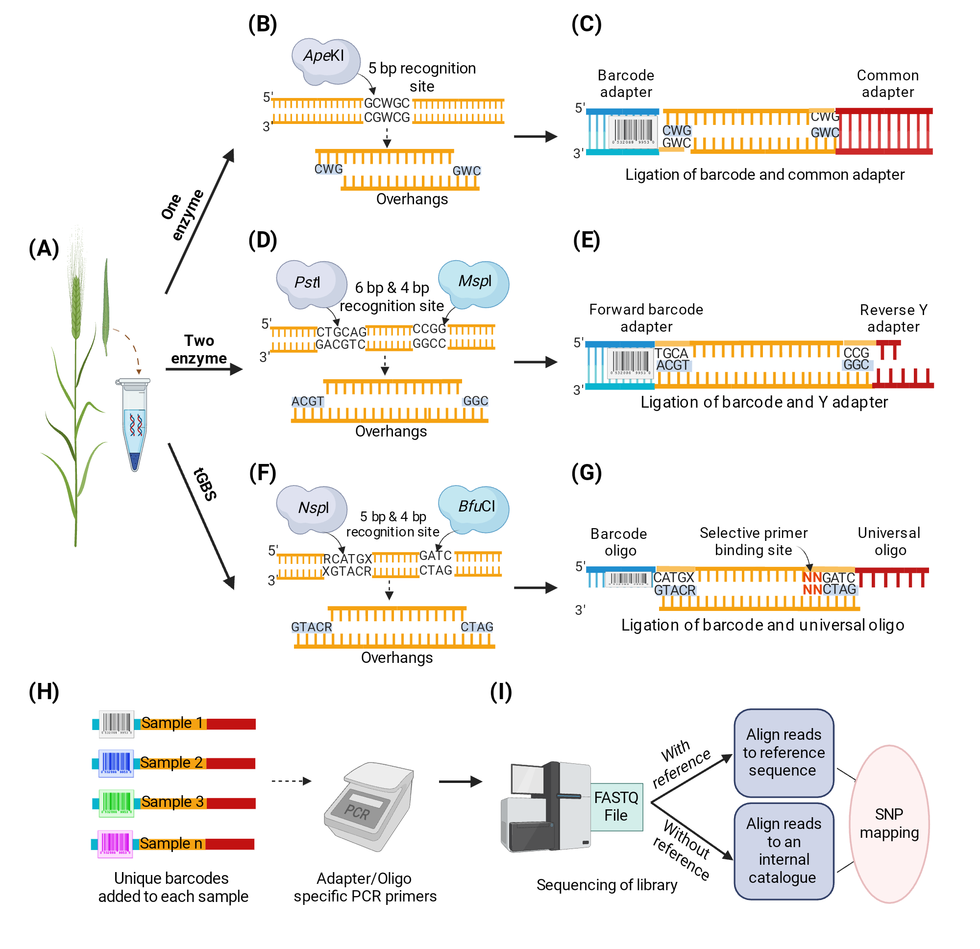 Restriction enzyme based GBS | BioRender Science Templates