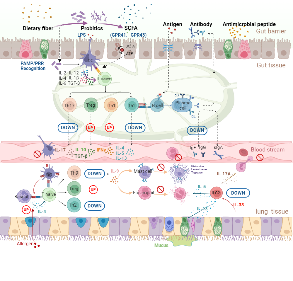 Gut microbiota and allergy | BioRender Science Templates