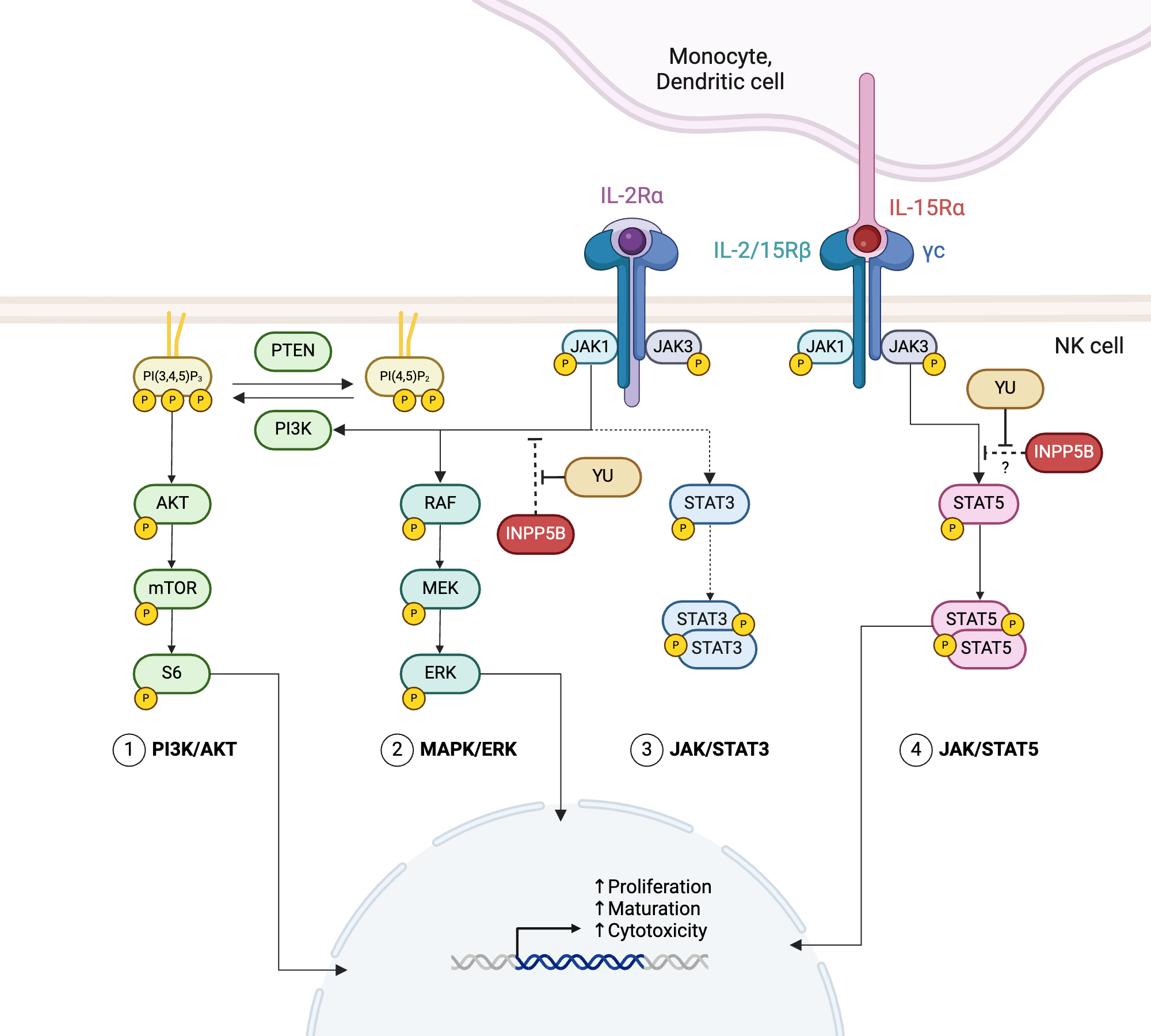 JAK/STAT, PI3K/AKT, MAPK/ERK Pathways in NK Cells | BioRender Science ...