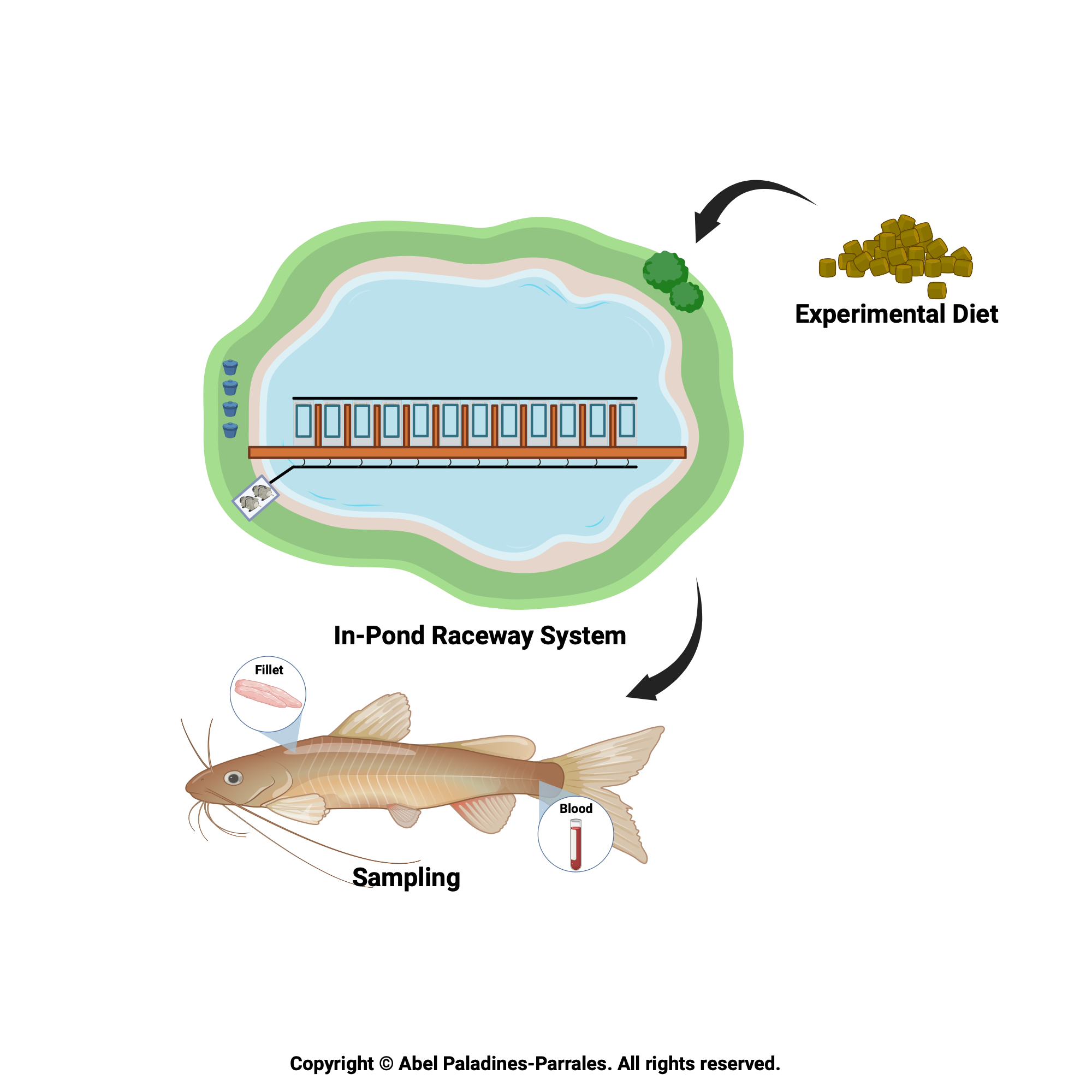 Feeding InPond Raceway System BioRender Science Templates