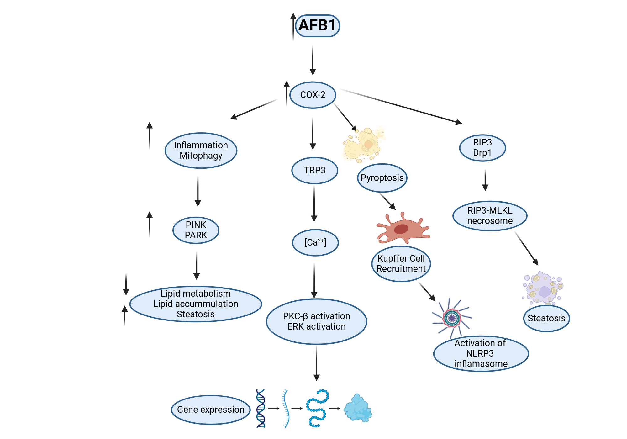 Afb1 Changes induces by COX2 enzyme following AFB1 | BioRender Science Templates