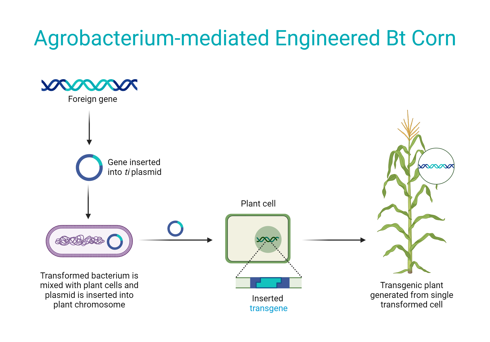 agrobacterium-mediated-engineered-bt-corn-biorender-science-templates