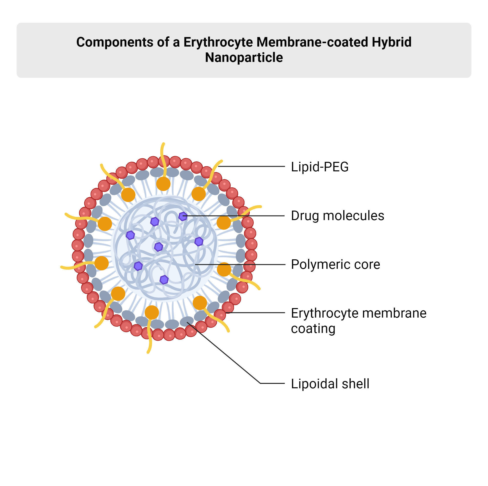Components of a Erythrocyte Membrane-coated Hybrid Nanoparticle ...