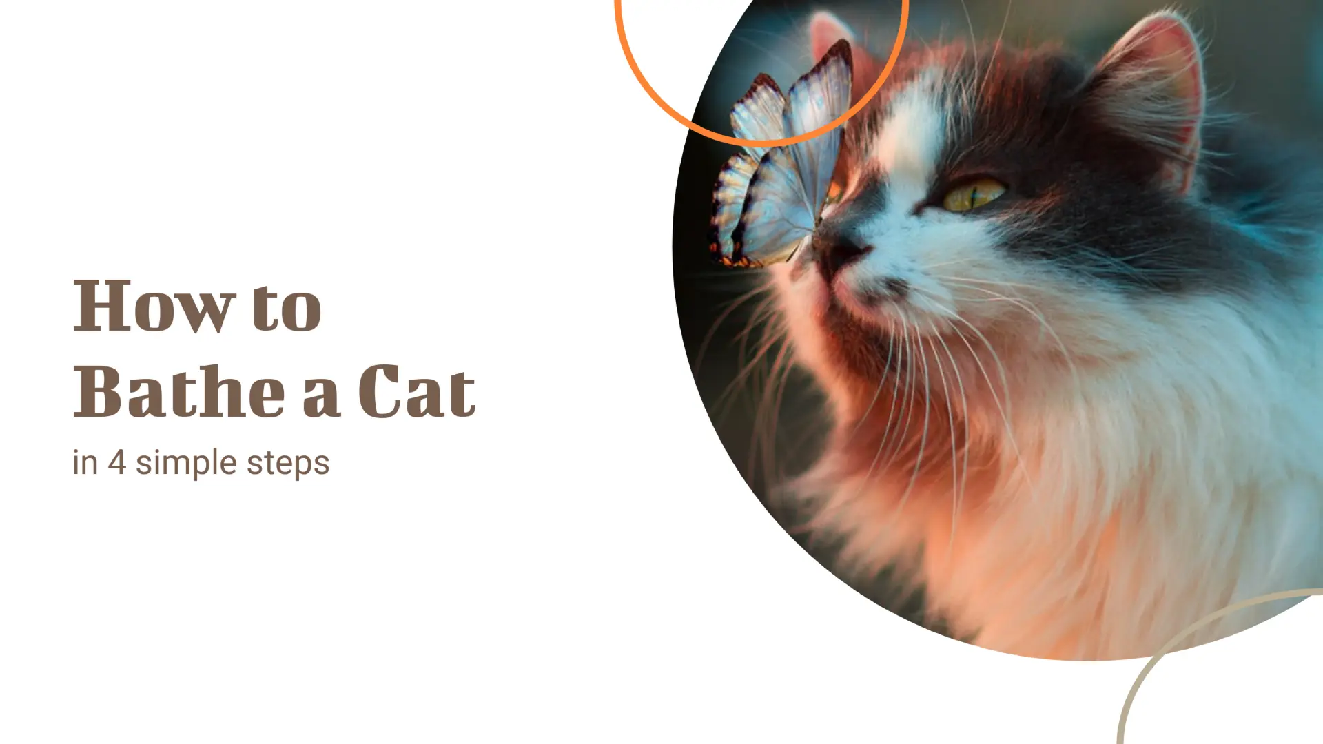 How To Bathe a Cat Presentation