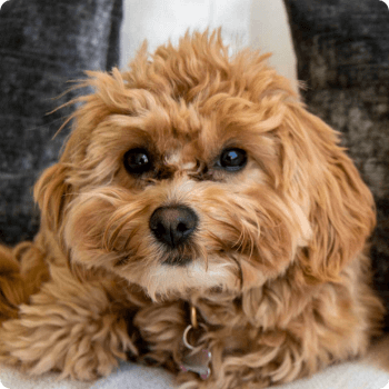 headshot of Seamless.AI's Executive Fluff Ball; Ella, a brown fluffy small dog