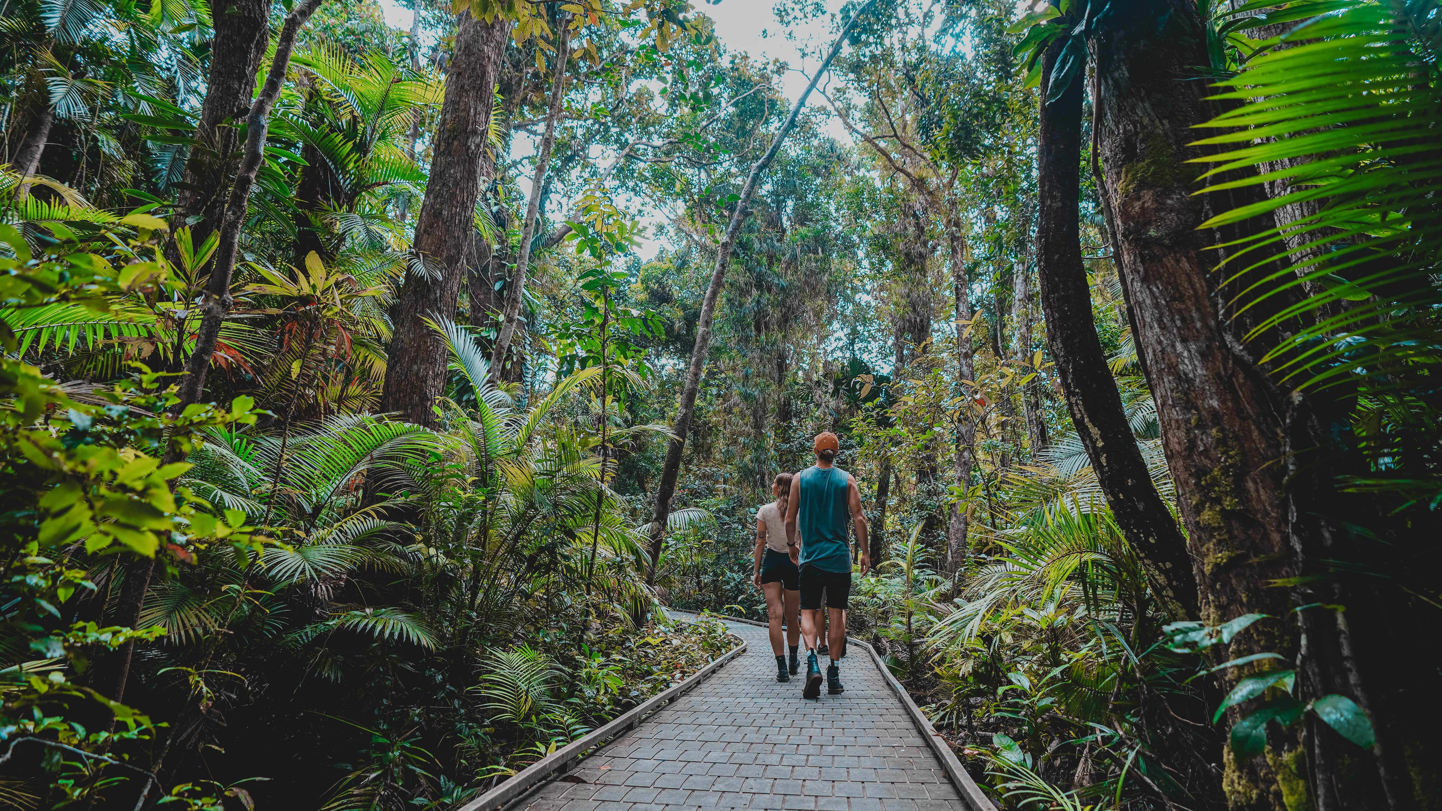 Daintree Forest tours. Forest tours from Daintree. Best Daintree Forest tours. Half-day to multi-day overnight Forest trips. Unique Daintree Rainforest experience in small groups or with your family. - Far North Escapes