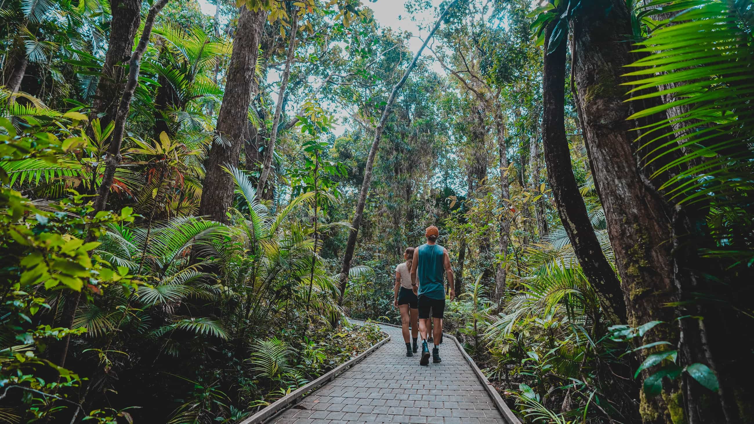 Unique Daintree Forest tours! Best Daintree experience.