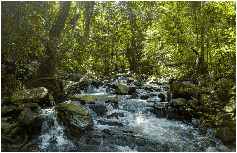 Unique Daintree 4wd tours! Best Daintree experience.