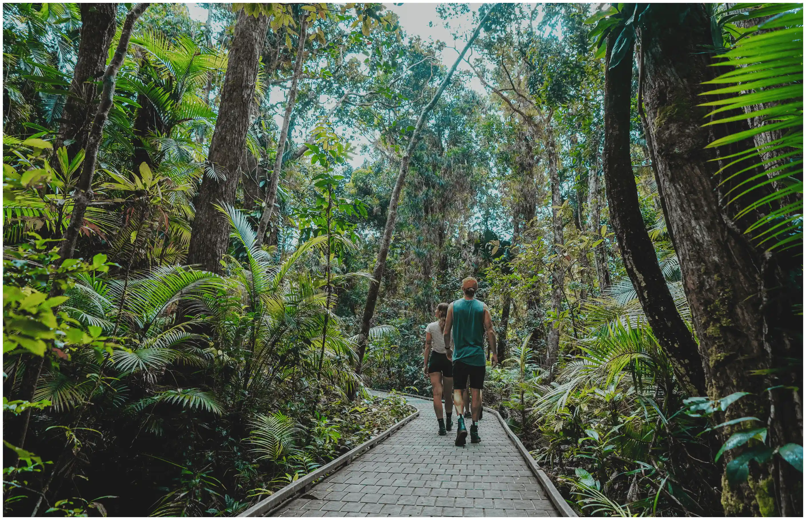 Daintree Rainforest Guided Walk Tours
