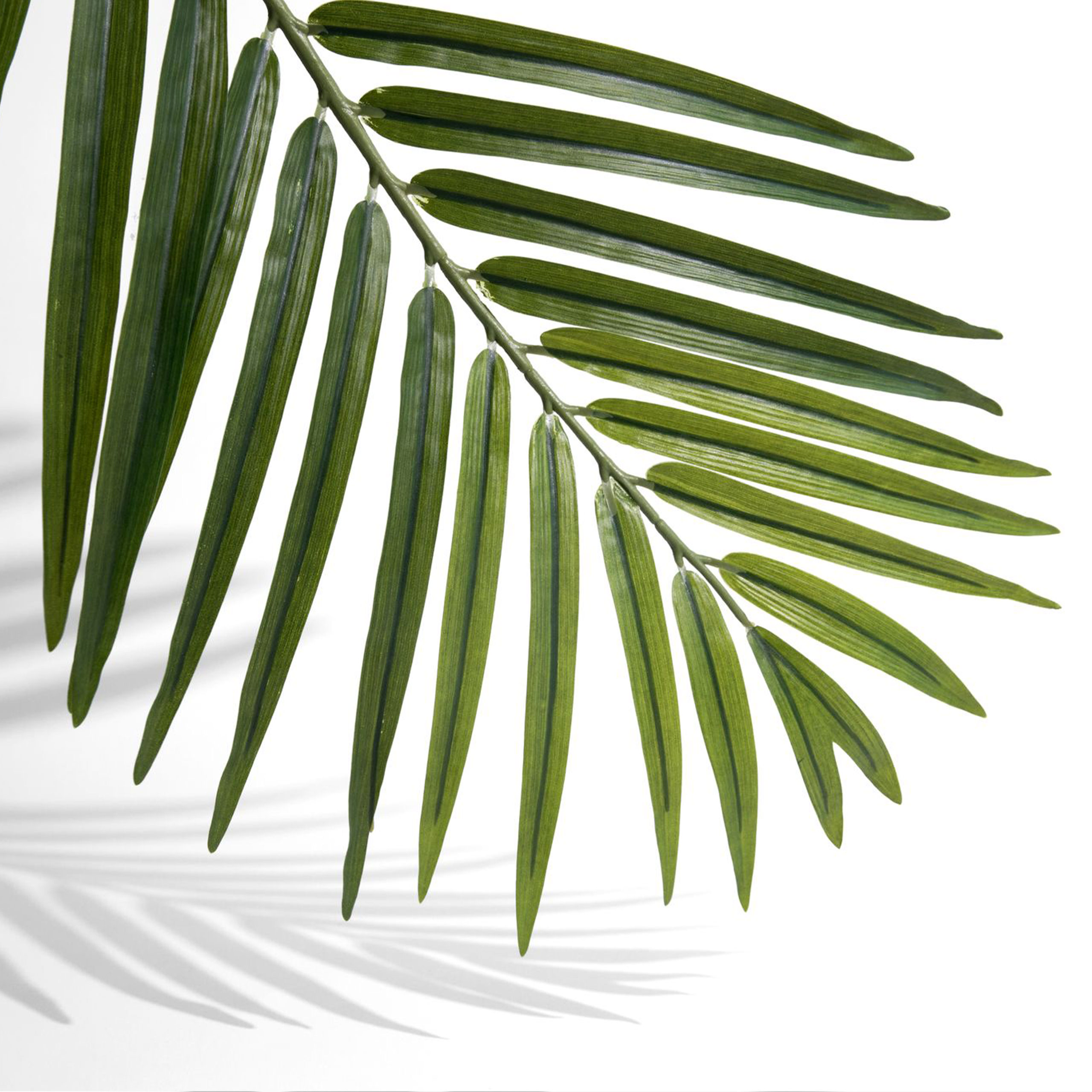 palm leaf