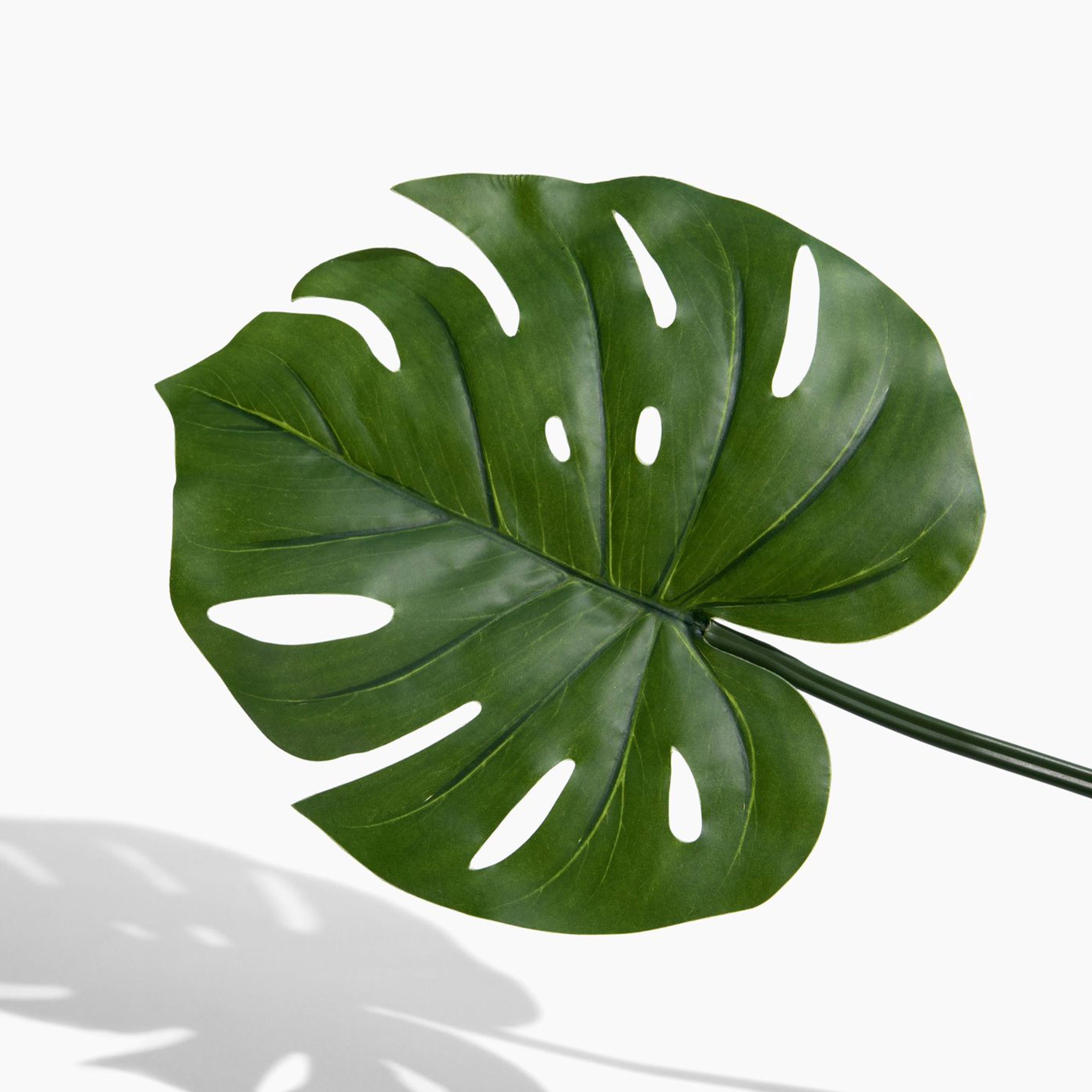 monstera leaf