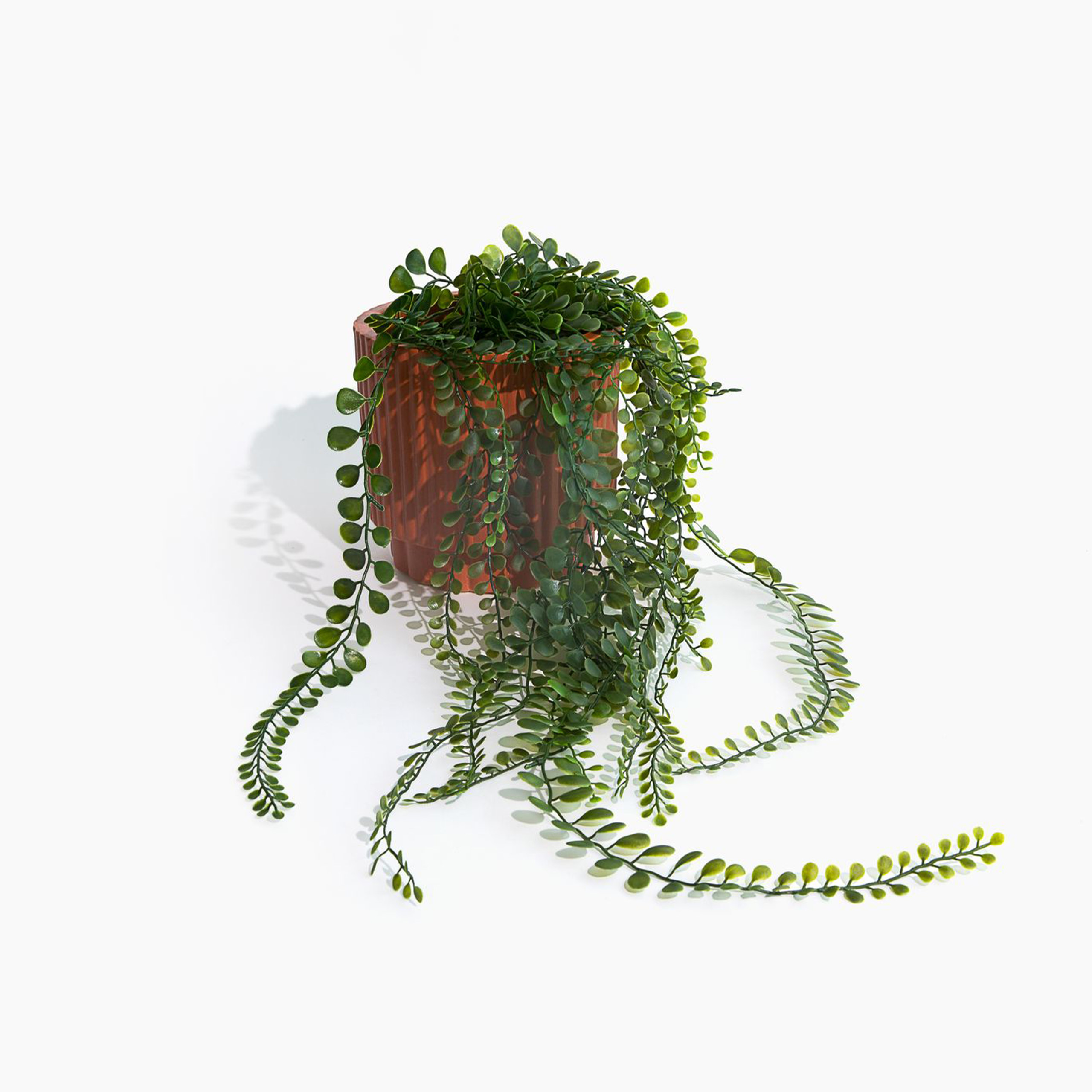 draping fern