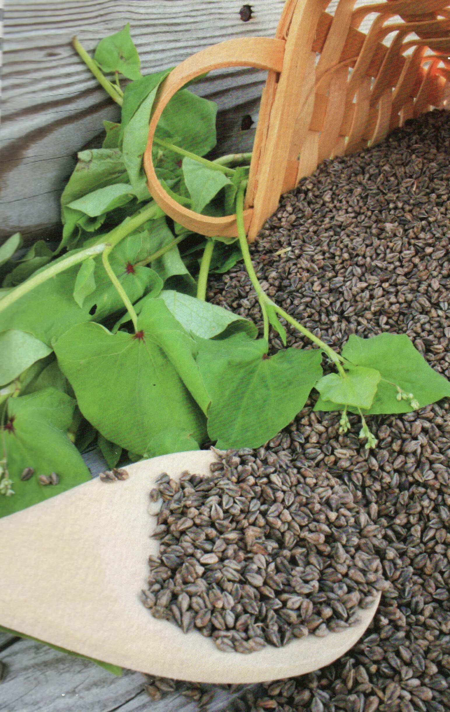 Real buckwheat from acadia