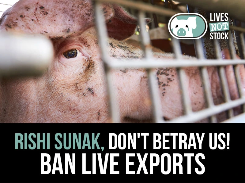 Rishi Sunak must ban ALL live animal exports!