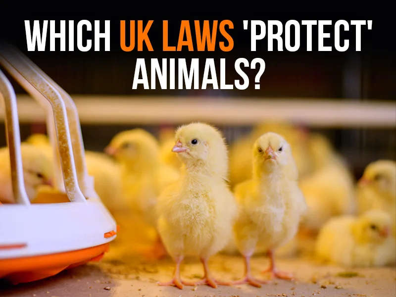Which UK laws 'protect' animals?