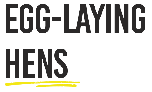 Find out more about the lives of egg-laying hens