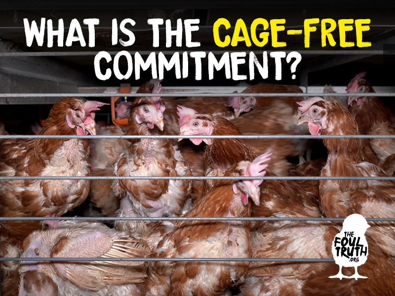 Animal Justice Project Blog