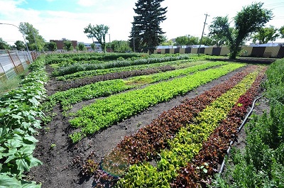 Urban Farm Tours
