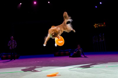 SuperDogs: Pawvengers