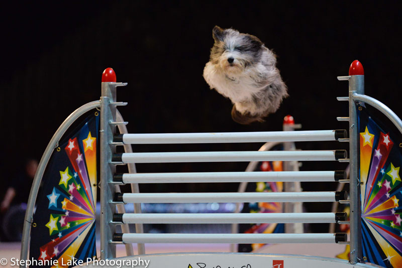 A dog jumping over hurdles