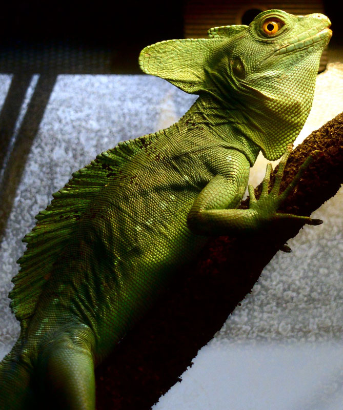 A green iguana sitting on a branch