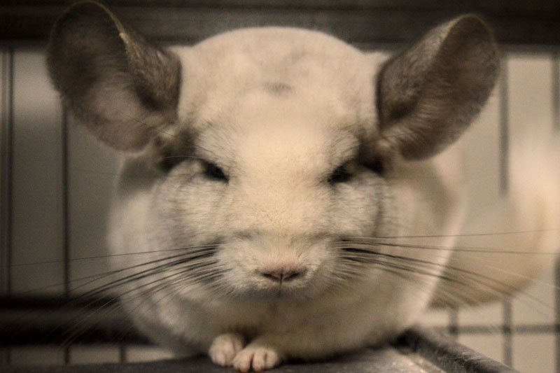 A white chinchilla sits with it's eyes closed