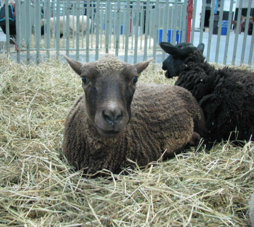 A brown sheep in a pen in the agriculture hall